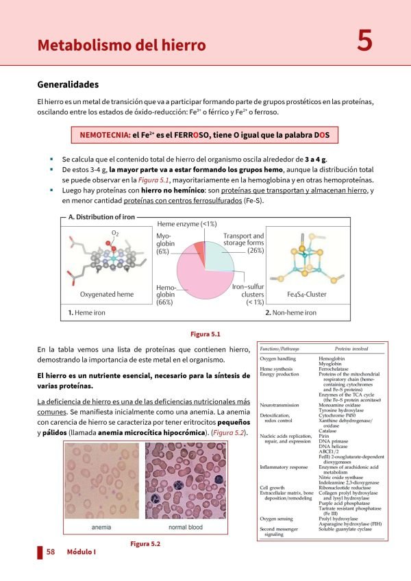 Resumen - Hematología e Inmunología (CBCC6) - Imagen 2