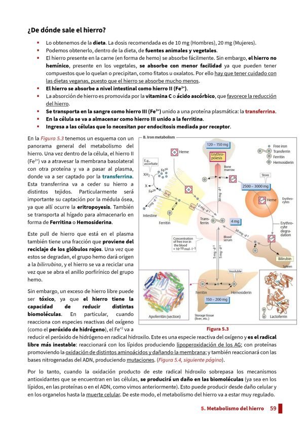 Resumen - Hematología e Inmunología (CBCC6) - Imagen 3
